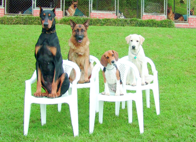Dog training centre in ranchi
