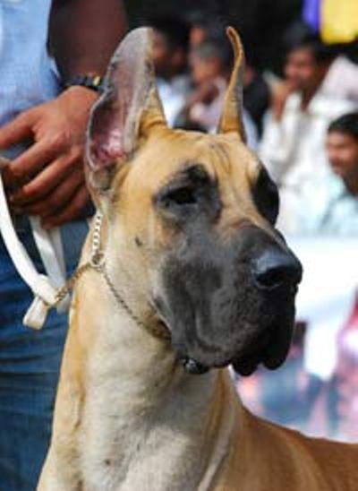 PUPPIES FOR SALE IN PATNA