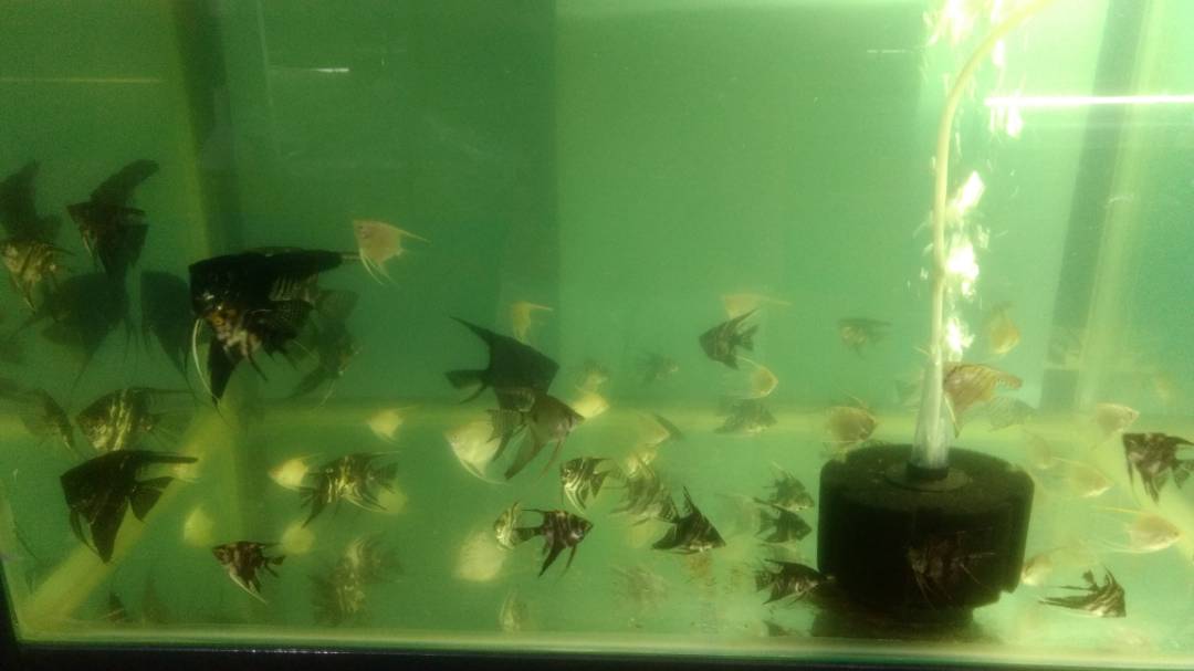 JORDAN FISH SHOWROOM IN RANCHI