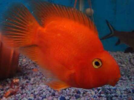 RED FISH IN ROHIT AQURIUM