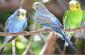 EXOTIC BIRDS SHOP IN KANKE RANCHI