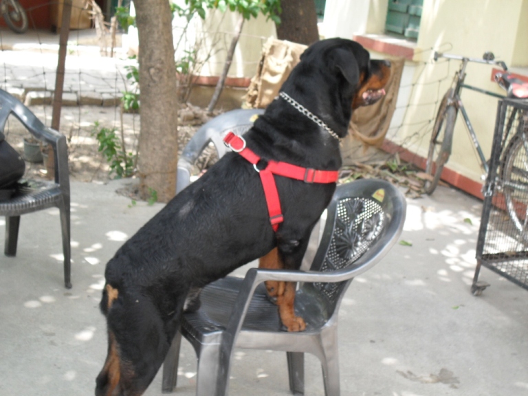 imported dog seller in patna