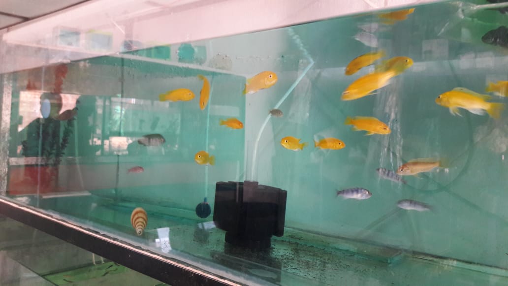 Aquarium with Accessories near Sector 2 latma road ranc