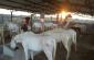 HORSE SALE IN RANCHI