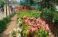 ALL TYPE PLANT NURSERY IN RING ROAD RANCHI